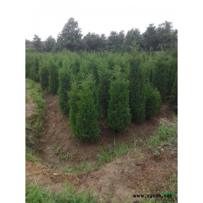 蜀桧供应|龙柏供应|红叶石楠供应|大叶女贞供应|