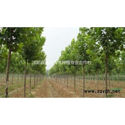 沭阳大量出售大叶女贞 大叶女贞价格