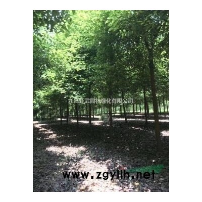 江西九江供大叶女贞规格*有需要联系