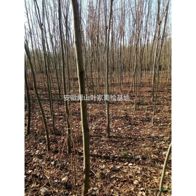 出售大叶女贞3公分至10公分，胸经，