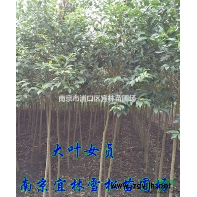 8公分桂花什么价格|10公分桂花树是否优惠