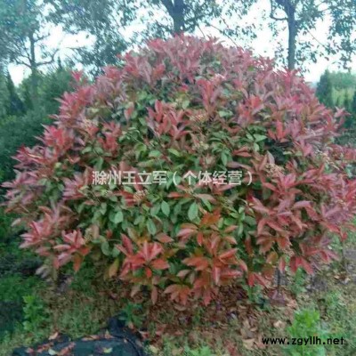 龙柏，蜀桧，桂花，红叶石楠树，红叶石楠球，红叶石楠柱，大叶..