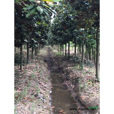 桂花 金桂  丛生桂花  单杆桂花 多规格2-30公分 冠幅