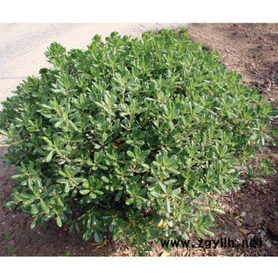 香樟,桂花等常规乔木