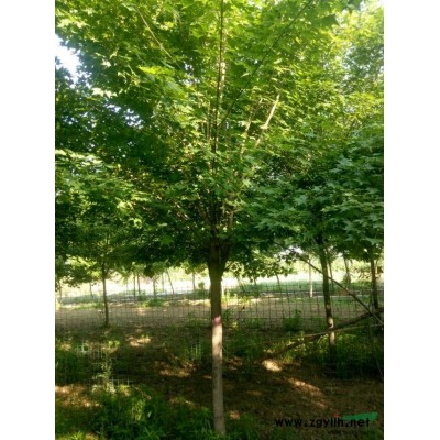 河南南阳大量供应玉兰，五角枫，大叶女贞及各种绿化苗木。