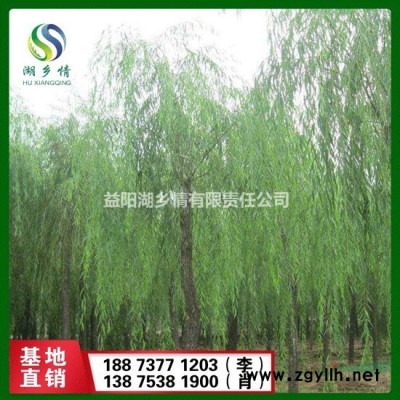 精品桂花树  桂花树  丹桂  桂花  桂花树基地