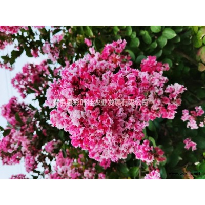 中华锦桂、五彩桂花强劲变色，叶色变化可持续3个月时间。