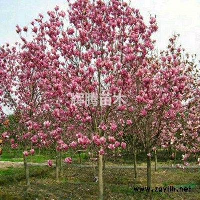 红叶李，木瓜，黄栌，桂花，七叶树，马褂木，红叶石楠，石楠