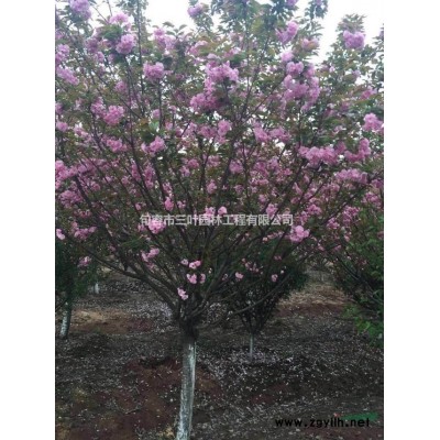 大量供应2米到6米桂花