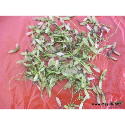 大叶女贞小苗图片\大叶女贞小苗报价