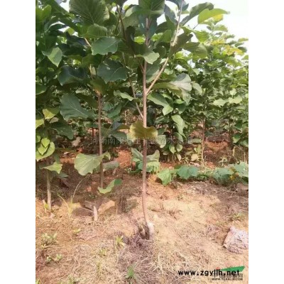 河南地区供应大叶女贞