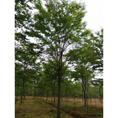 小桂花图片\小桂花报价