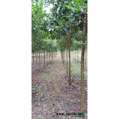 江苏盐城东台2公分～20公分大叶女贞树