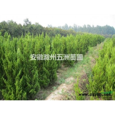 大叶女贞 安徽大叶女贞 滁州大叶女贞 大叶女贞价格