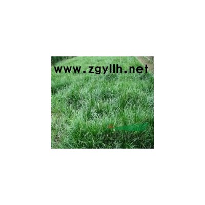 大叶女贞各种规格大量批发