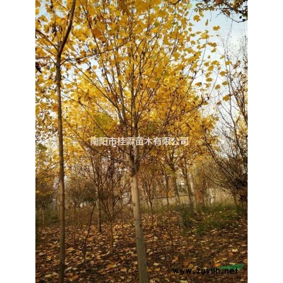 河南省南阳市供应3公分大叶女贞