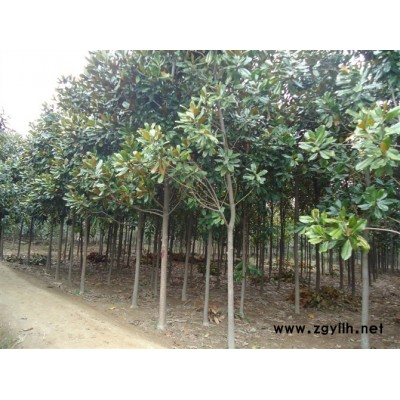 黄山栾树，大叶女贞，法国冬青，棕树，老虎刺