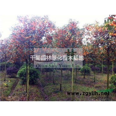 20公分桂花精品树形 20公分四川桂花基地在哪里