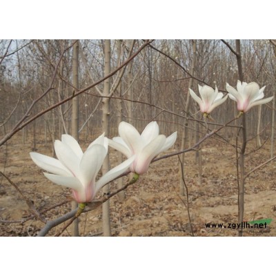 香樟*新价格/香樟报价