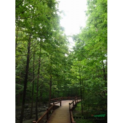 香樟2图片\香樟2报价