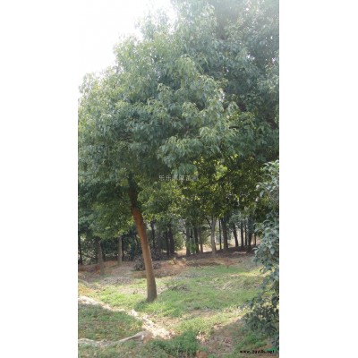 香樟 香樟价格 常州香樟