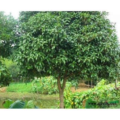 湖北地区供应香樟