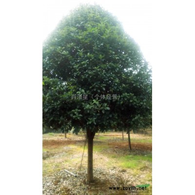 大型香樟  大香樟树，大香樟1.2米直径以上、大紫薇