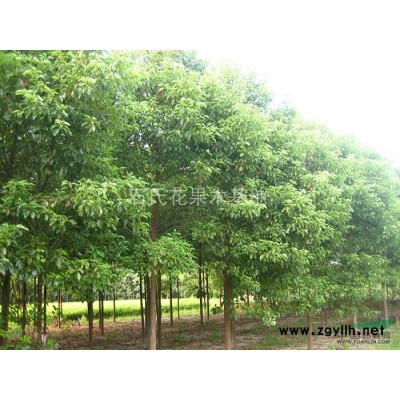 湖南长沙石氏苗圃供应20—80野生香樟