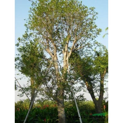 香樟图片\香樟报价