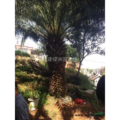 福建全冠香樟15公分 福建全冠香樟18公分 福建全冠香樟20