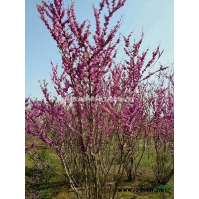 江苏大叶女贞 江苏乔灌木工程用苗批发/供应