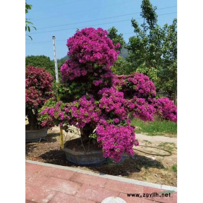 福建桂花树图片 漳州桂花价格 这是本基地的规划图片 需要采购