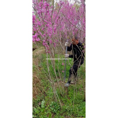 河南大叶女贞装车发货中 信阳大叶女贞基地