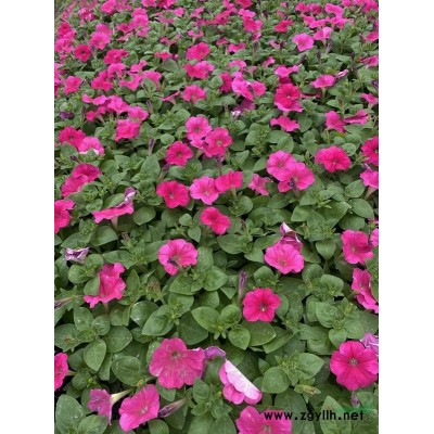 高分枝桂花,高分枝桂花种植销售,9-10公分高分枝桂花