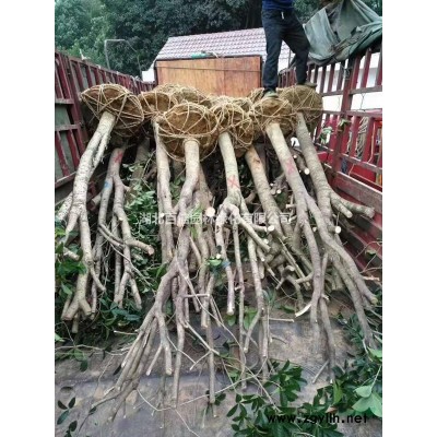 新鲜桂花干桂花湖北桂花之乡基地直销