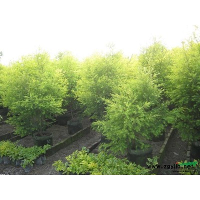 大量出售黄金宝树香樟