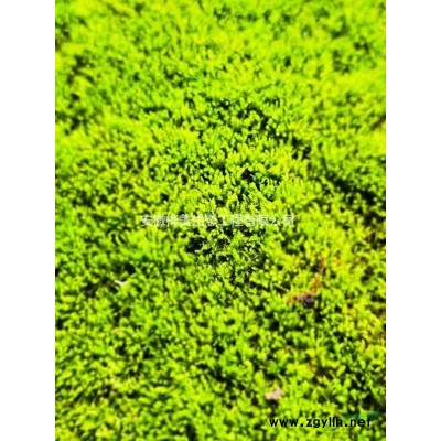 供应丛生大叶女贞