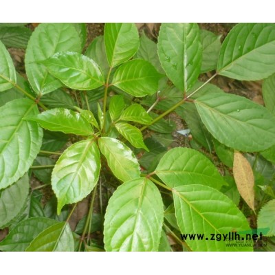 低价供应香樟树