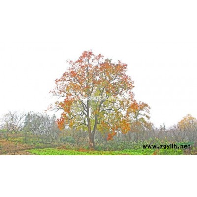 合肥丛生大叶女贞