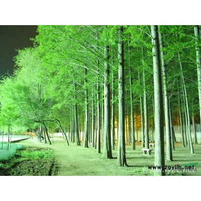 青梅苗；青梅树；红梅树；青梅种子；香樟树；水杉树；桂花树