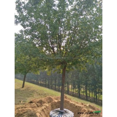 2018年河南大叶女贞20公分*新报价