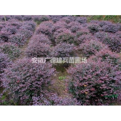 大叶女贞行情报价/大叶女贞图片展示