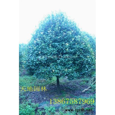 浙江[产品]/浙江桂花 桂花树价格/报价