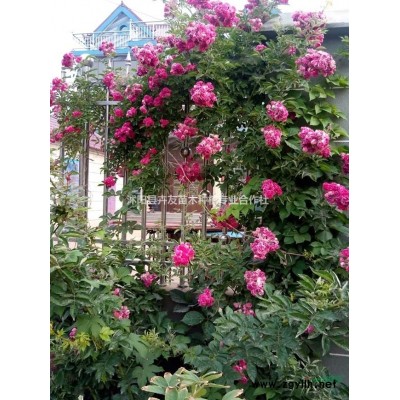 桂花小苗 冠幅100-400公分 现挖现卖 价格优惠