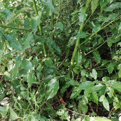 大小规格大叶女贞基地