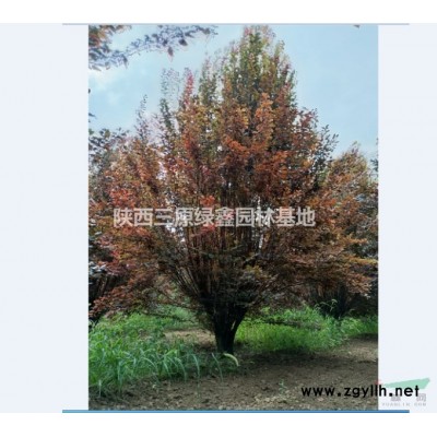 供应3-5米丛生大叶女贞