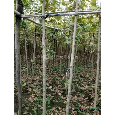 侧柏、银杏、红叶石楠、大叶女贞、樱花树苗长期供应