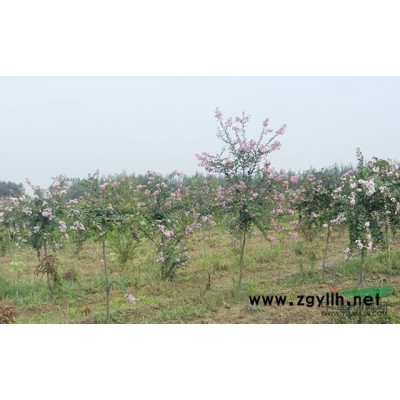 8公分左右大叶女贞行情报价\8公分左右大叶女贞图片展示