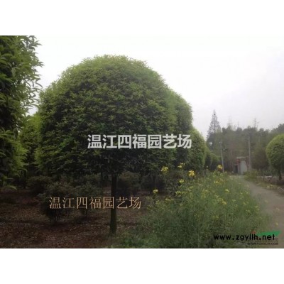 成都香樟，成都熟货香樟，成都香樟基地