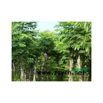 香樟供应/香樟图片